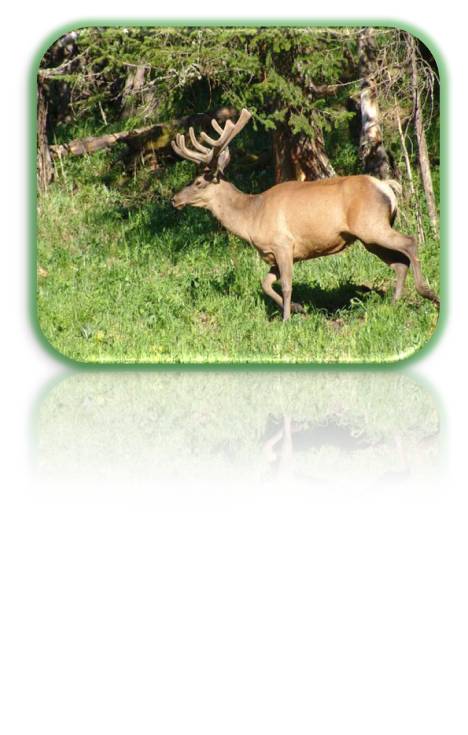 maral